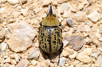 Eastern Hercules Beetle (Dynastes tityus) ♂ Dead individual in a shopping area within a small town. Exuding a strong odor! Yes, I carried this individual around Home Depot like a crazy person and got a lot of laughs/funny looks.<br />
<br />
Indoor lighting photos:<br />
https://www.jungledragon.com/image/81885/eastern_hercules_beetle_dynastes_tityus.html<br />
https://www.jungledragon.com/image/81884/eastern_hercules_beetle_dynastes_tityus.html<br />
Outdoor lighting photos:<br />
https://www.jungledragon.com/image/81887/eastern_hercules_beetle_dynastes_tityus.html Dynastes tityus,Eastern Hercules beetle,Geotagged,Summer,United States