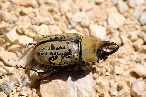 Eastern Hercules Beetle (Dynastes tityus) ♂ Dead individual in a shopping area within a small town. Exuding a strong odor! Yes, I carried this individual around Home Depot like a crazy person and got a lot of laughs/funny looks.

Indoor lighting photos:
https://www.jungledragon.com/image/81885/eastern_hercules_beetle_dynastes_tityus.html
https://www.jungledragon.com/image/81884/eastern_hercules_beetle_dynastes_tityus.html
Outdoor lighting photos:
https://www.jungledragon.com/image/81886/eastern_hercules_beetle_dynastes_tityus.html Dynastes tityus,Eastern Hercules beetle,Geotagged,Summer,United States