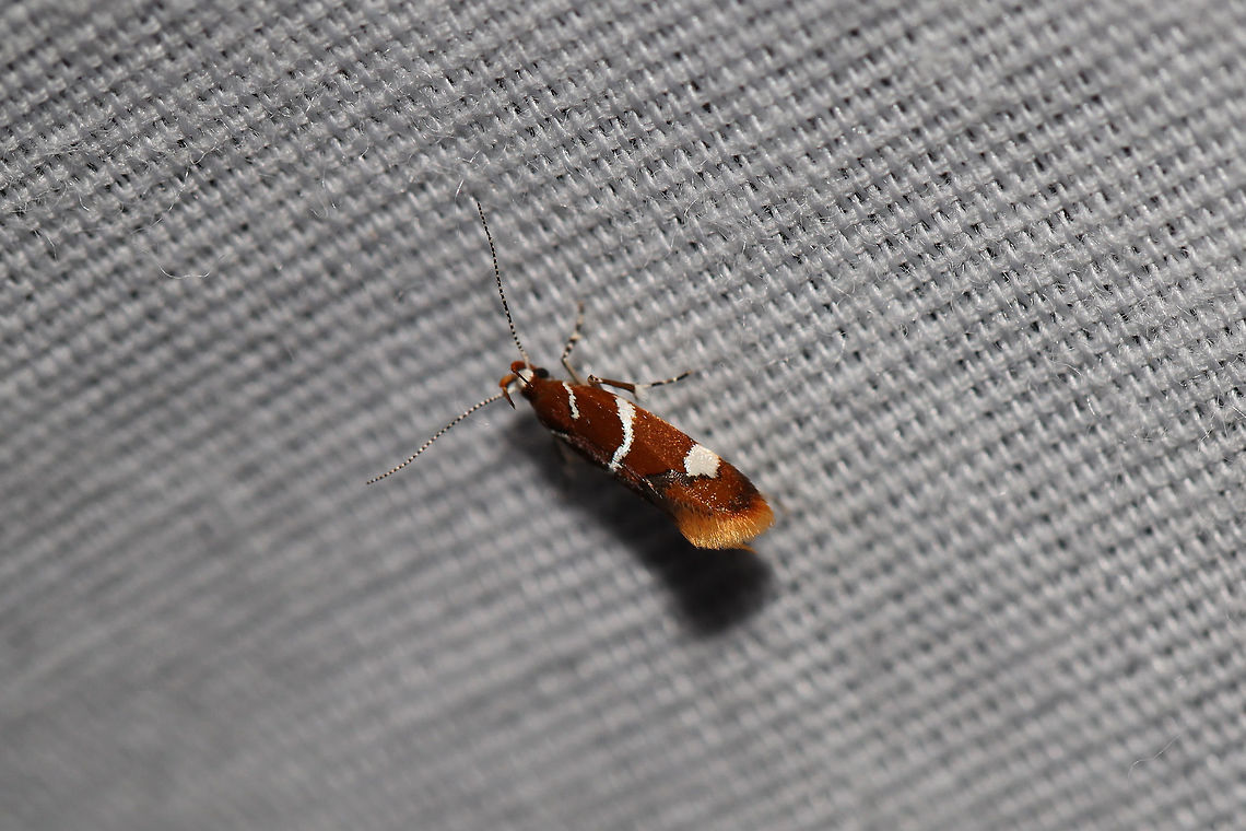 Suzuki's Promalactis Moth (Promalactis suzukiella) At a UV light setup (395nm) at the edge of a dense mixed forest  Geotagged,Promalactis suzukiella,Summer,Suzuki's promolactis moth,United States