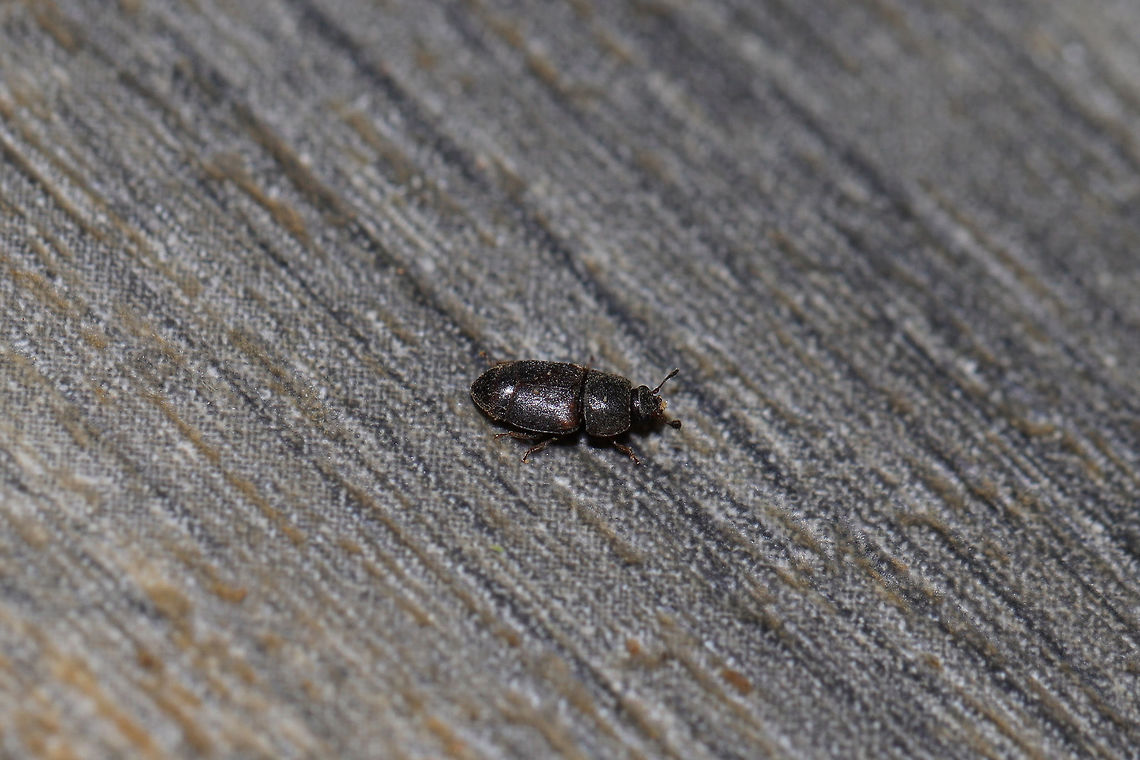Carpophilus lugubris In a building at the edge of a dense mixed forest. C. lugubris,Carpophilus lugubris,Geotagged,Summer,United States
