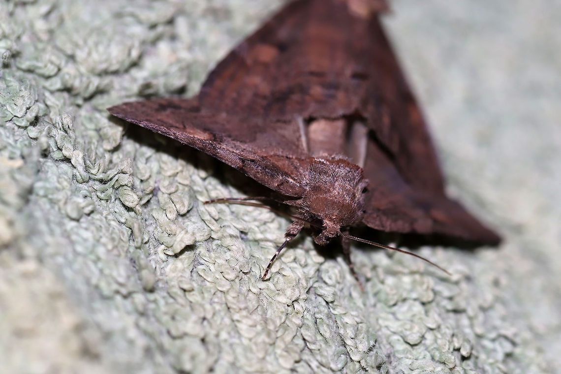 Zale metata/metatoides complex A mating pair at the edge of a dense mixed forest (Virginia pines and oaks nearby) in Gordon County, Georgia. July 18, 2019. <br />
<figure class="photo"><a href="https://www.jungledragon.com/image/81918/zale_metatametatoides_complex.html" title="Zale metata/metatoides complex"><img src="https://s3.amazonaws.com/media.jungledragon.com/images/3231/81918_thumb.jpg?AWSAccessKeyId=05GMT0V3GWVNE7GGM1R2&Expires=1770854410&Signature=7hbunqd73UE7Ni5tur95JhYq4P4%3D" width="200" height="134" alt="Zale metata/metatoides complex A mating pair at the edge of a dense mixed forest (Virginia pines and oaks nearby) in Gordon County, Georgia. July 18, 2019. <br />
https://www.jungledragon.com/image/81919/zale_metatametatoides_complex.html<br />
https://www.jungledragon.com/image/81917/zale_metatametatoides_complex.html Geotagged,Summer,United States" /></a></figure><br />
<figure class="photo"><a href="https://www.jungledragon.com/image/81919/zale_metatametatoides_complex.html" title="Zale metata/metatoides complex"><img src="https://s3.amazonaws.com/media.jungledragon.com/images/3231/81919_thumb.jpg?AWSAccessKeyId=05GMT0V3GWVNE7GGM1R2&Expires=1770854410&Signature=z0pCPFT61qNP%2BQbzSv%2BzDGB2dv0%3D" width="102" height="152" alt="Zale metata/metatoides complex A mating pair at the edge of a dense mixed forest (Virginia pines and oaks nearby) in Gordon County, Georgia. July 18, 2019. <br />
https://www.jungledragon.com/image/81918/zale_metatametatoides_complex.html<br />
https://www.jungledragon.com/image/81917/zale_metatametatoides_complex.html Geotagged,Summer,United States" /></a></figure> Geotagged,Summer,United States
