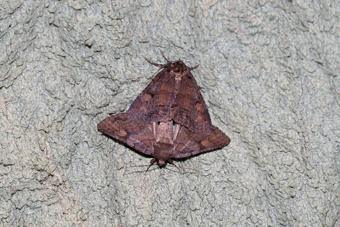 Zale metata/metatoides complex A mating pair at the edge of a dense mixed forest (Virginia pines and oaks nearby) in Gordon County, Georgia. July 18, 2019. <br />
<figure class="photo"><a href="https://www.jungledragon.com/image/81919/zale_metatametatoides_complex.html" title="Zale metata/metatoides complex"><img src="https://s3.amazonaws.com/media.jungledragon.com/images/3231/81919_thumb.jpg?AWSAccessKeyId=05GMT0V3GWVNE7GGM1R2&Expires=1770854410&Signature=z0pCPFT61qNP%2BQbzSv%2BzDGB2dv0%3D" width="102" height="152" alt="Zale metata/metatoides complex A mating pair at the edge of a dense mixed forest (Virginia pines and oaks nearby) in Gordon County, Georgia. July 18, 2019. <br />
https://www.jungledragon.com/image/81918/zale_metatametatoides_complex.html<br />
https://www.jungledragon.com/image/81917/zale_metatametatoides_complex.html Geotagged,Summer,United States" /></a></figure><br />
<figure class="photo"><a href="https://www.jungledragon.com/image/81917/zale_metatametatoides_complex.html" title="Zale metata/metatoides complex"><img src="https://s3.amazonaws.com/media.jungledragon.com/images/3231/81917_thumb.jpg?AWSAccessKeyId=05GMT0V3GWVNE7GGM1R2&Expires=1770854410&Signature=G8tOLHM7FFPIMsPMtxtbWKdb86A%3D" width="200" height="134" alt="Zale metata/metatoides complex A mating pair at the edge of a dense mixed forest (Virginia pines and oaks nearby) in Gordon County, Georgia. July 18, 2019. <br />
https://www.jungledragon.com/image/81918/zale_metatametatoides_complex.html<br />
https://www.jungledragon.com/image/81919/zale_metatametatoides_complex.html Geotagged,Summer,United States" /></a></figure> Geotagged,Summer,United States