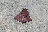 Zale metata/metatoides complex A mating pair at the edge of a dense mixed forest (Virginia pines and oaks nearby) in Gordon County, Georgia. July 18, 2019. <br />
https://www.jungledragon.com/image/81919/zale_metatametatoides_complex.html<br />
https://www.jungledragon.com/image/81917/zale_metatametatoides_complex.html Geotagged,Summer,United States
