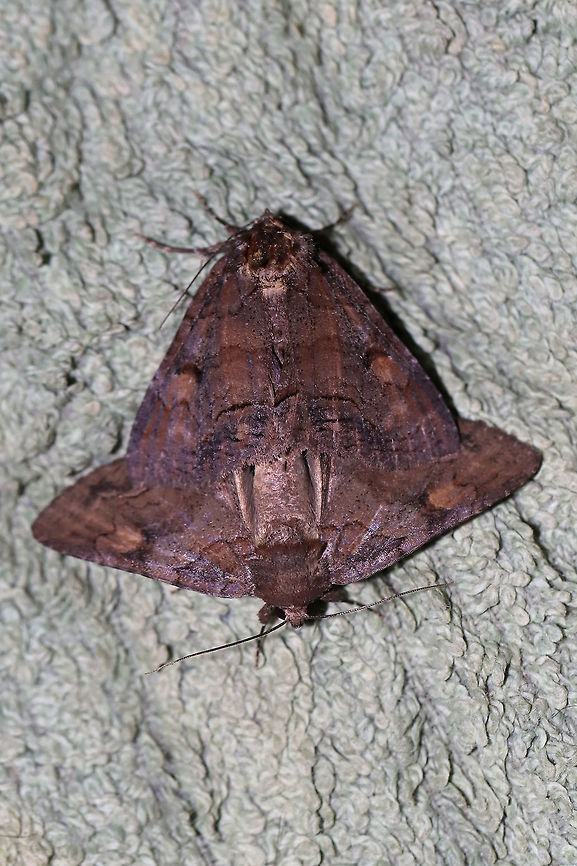 Zale metata/metatoides complex A mating pair at the edge of a dense mixed forest (Virginia pines and oaks nearby) in Gordon County, Georgia. July 18, 2019. <br />
<figure class="photo"><a href="https://www.jungledragon.com/image/81918/zale_metatametatoides_complex.html" title="Zale metata/metatoides complex"><img src="https://s3.amazonaws.com/media.jungledragon.com/images/3231/81918_thumb.jpg?AWSAccessKeyId=05GMT0V3GWVNE7GGM1R2&Expires=1759968010&Signature=tJEvaGUq5sXnzBoxjzaKgnzwhpo%3D" width="200" height="134" alt="Zale metata/metatoides complex A mating pair at the edge of a dense mixed forest (Virginia pines and oaks nearby) in Gordon County, Georgia. July 18, 2019. <br />
https://www.jungledragon.com/image/81919/zale_metatametatoides_complex.html<br />
https://www.jungledragon.com/image/81917/zale_metatametatoides_complex.html Geotagged,Summer,United States" /></a></figure><br />
<figure class="photo"><a href="https://www.jungledragon.com/image/81917/zale_metatametatoides_complex.html" title="Zale metata/metatoides complex"><img src="https://s3.amazonaws.com/media.jungledragon.com/images/3231/81917_thumb.jpg?AWSAccessKeyId=05GMT0V3GWVNE7GGM1R2&Expires=1759968010&Signature=JLpUTHEKnEyXSmrgg6wq1gG6DMM%3D" width="200" height="134" alt="Zale metata/metatoides complex A mating pair at the edge of a dense mixed forest (Virginia pines and oaks nearby) in Gordon County, Georgia. July 18, 2019. <br />
https://www.jungledragon.com/image/81918/zale_metatametatoides_complex.html<br />
https://www.jungledragon.com/image/81919/zale_metatametatoides_complex.html Geotagged,Summer,United States" /></a></figure> Geotagged,Summer,United States