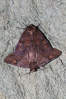 Zale metata/metatoides complex A mating pair at the edge of a dense mixed forest (Virginia pines and oaks nearby) in Gordon County, Georgia. July 18, 2019. 
https://www.jungledragon.com/image/81918/zale_metatametatoides_complex.html
https://www.jungledragon.com/image/81917/zale_metatametatoides_complex.html Geotagged,Summer,United States
