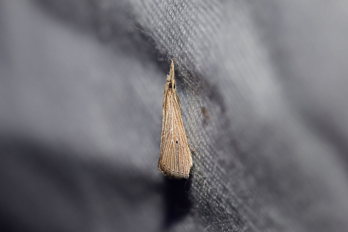 Eoreuma densellus/densella At a UV light setup (395nm) at the edge of a dense mixed forest. <br />
<br />
I'm going with E. densellus as it is almost an exact match to this photo on MPG:<br />
<a href="http://mothphotographersgroup.msstate.edu/Files1/Live/KeCh/KeCh5492_225.jpg" rel="nofollow">http://mothphotographersgroup.msstate.edu/Files1/Live/KeCh/KeCh5492_225.jpg</a> Eoreuma densellus,Geotagged,Summer,United States