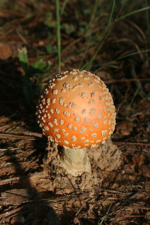 The Peach-Colored Fly Agaric (Amanita persicina) Growing below Loblolly pines near a pond. Amanita persicina,Fall,Geotagged,Peach-Colored Fly Agaric,United States