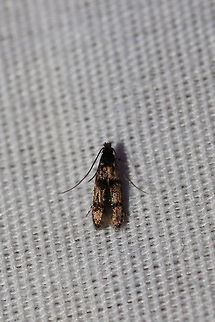 Homosetia sp.? Working on this one!
Tiny moth at a UV light setup (395nm) at the edge of a dense mixed forest.  Geotagged,Summer,United States