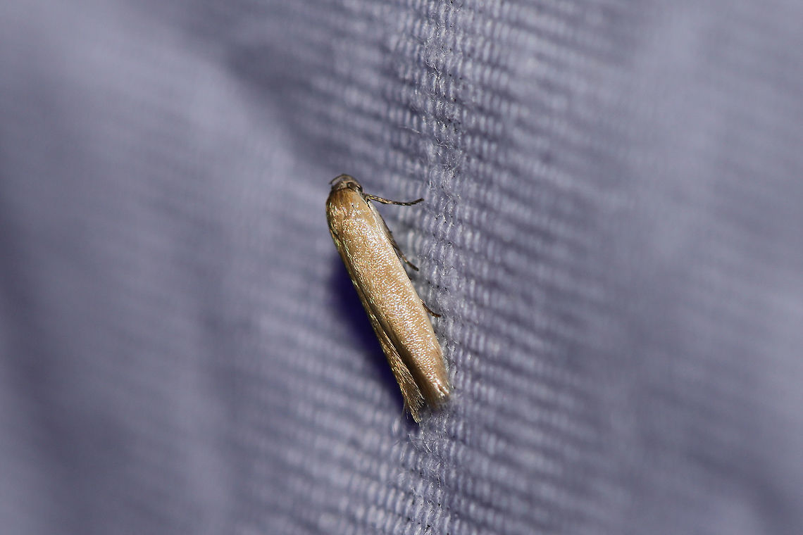 Holcocera immaculella At a UV light setup (395nm) at the edge of a dense mixed forest  Geotagged,Holcocera immaculella,Summer,United States