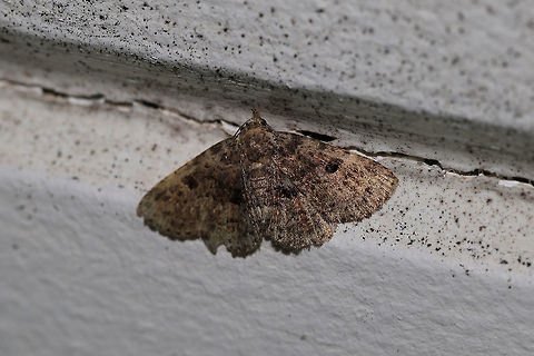 Metalectra discalis? My best guess is this is a worn M. discalis. 
At porch lights near an overgrown backyard habitat. Geotagged,Metalectra discalis,Spring,United States