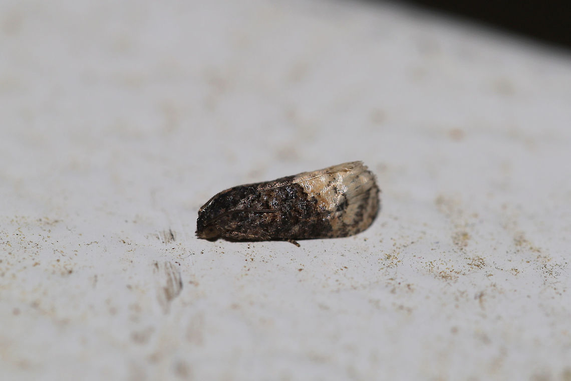 Ecdytolopha insiticiana Ecdytolopha insiticiana? I&#039;m not too familiar with this genus.  At porch lights near a backyard habitat.  Ecdytolopha insiticiana,Geotagged,Locust Twig Borer,Spring,United States