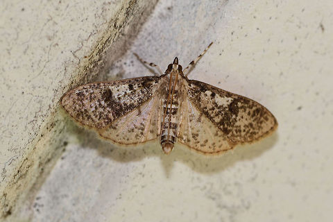 Palpita arsaltealis? A bit hard to differentiate from P. magniferalis, but I'm thinking this ID is correct.
At porch lights near an overgrown backyard habitat Geotagged,Palpita arsaltealis,Spring,United States