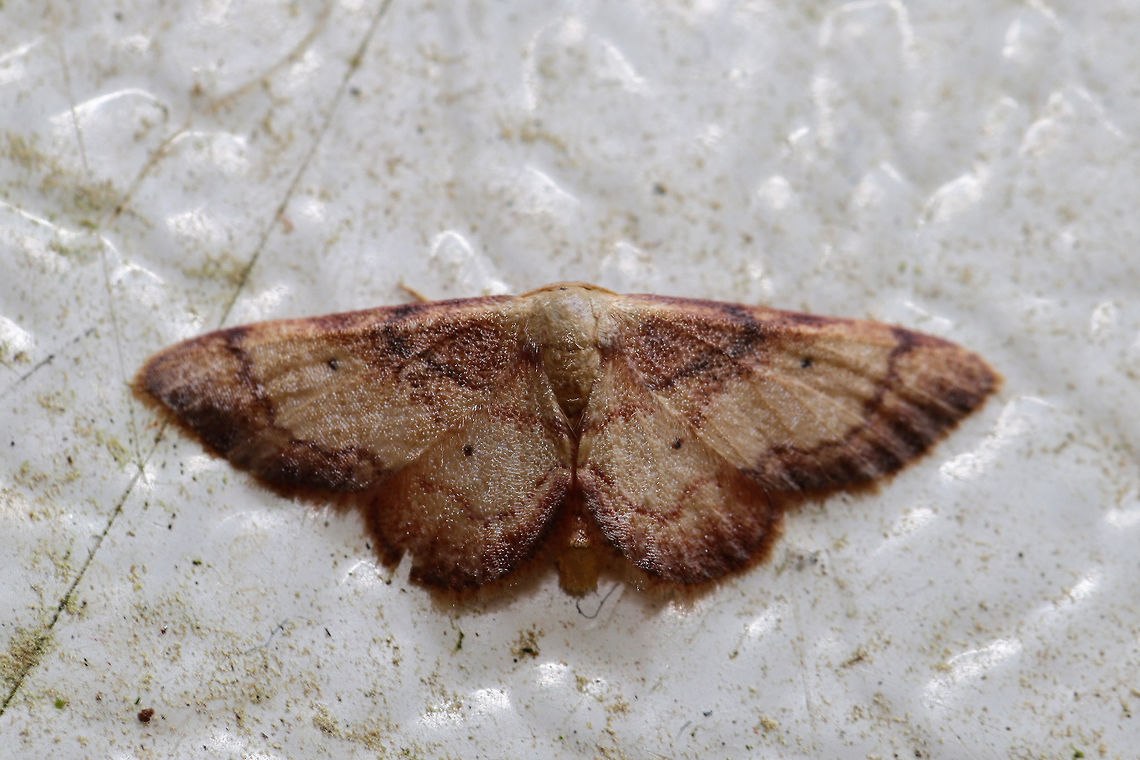 Square Red-bordered Wave (Idaea demissaria) At porchlights near a backyard habitat  Geotagged,Idaea demissaria,Red-bordered Wave,Spring,United States