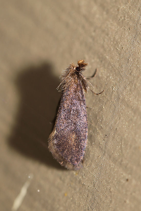 Acrolophus sp. Not sure of a species-level ID yet.  At porch lights near a backyard habitat  Geotagged,Spring,United States