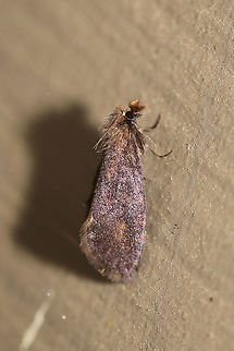 Acrolophus sp. Not sure of a species-level ID yet.  At porch lights near a backyard habitat  Geotagged,Spring,United States