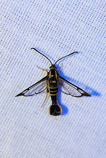 Borer Moth (Synanthedon sp) Not 100 percent on the species-level ID, so any help is much appreciated! At a 395nm UV light setup at the edge of a dense mixed forest.

I'm thinking this is a wasp mimic? So excited I started off my moth week with this beauty! Geotagged,Summer,Synanthedon scitula,United States