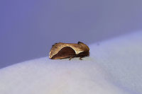 Skiff Moth (Prolimacodes badia) At a 395nm UV light setup at the edge of a dense mixed forest. <br />
https://www.jungledragon.com/image/82068/skiff_moth_prolimacodes_badia.html Geotagged,Prolimacodes badia,Skiff Moth,Summer,United States,moth week 2019