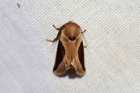 Skiff Moth (Prolimacodes badia) At a 395nm UV light setup at the edge of a dense mixed forest. 
https://www.jungledragon.com/image/82067/skiff_moth_prolimacodes_badia.html Geotagged,Prolimacodes badia,Skiff Moth,Summer,United States,moth week 2019