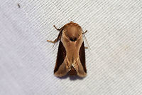 Skiff Moth (Prolimacodes badia) At a 395nm UV light setup at the edge of a dense mixed forest. <br />
https://www.jungledragon.com/image/82067/skiff_moth_prolimacodes_badia.html Geotagged,Prolimacodes badia,Skiff Moth,Summer,United States,moth week 2019