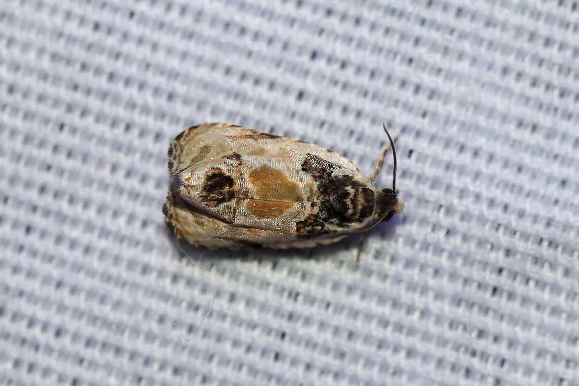 Olethreutes griseoalbana At a 395nm UV light setup at the edge of a dense mixed forest.  Geotagged,Olethreutes griseoalbana,Summer,United States,moth week 2019