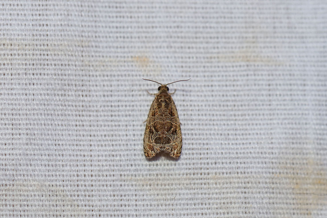 Raspberry Leafroller Moth (Olethreutes permundana) At a 395nm UV light setup at the edge of a dense mixed forest.  Geotagged,Olethreutes permundana,Summer,United States,moth week 2019
