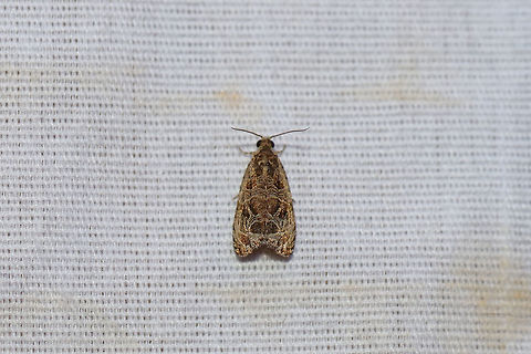 Raspberry Leafroller Moth (Olethreutes permundana) At a 395nm UV light setup at the edge of a dense mixed forest.  Geotagged,Olethreutes permundana,Summer,United States,moth week 2019