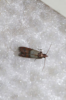 Indian Meal Moth (Plodia interpunctella) INTRODUCED. Found indoors (on my bedroom ceiling) near a dense mixed forest. I supposed I need to double check that my food storage containers are adequate! Geotagged,Indian mealmoth,Plodia interpunctella,Summer,United States