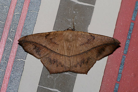 Large Maple Spanworm Moth (Prochoerodes lineola) At a porch light near the edge of a dense mixed forest  Geotagged,Large maple spanworm,Prochoerodes lineola,Spring,United States,moth week 2019