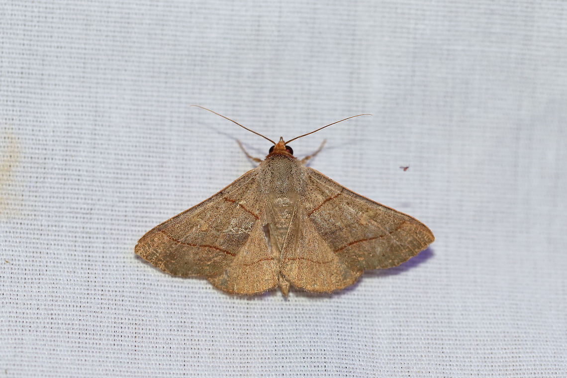 Red-lined Panopoda Moth (Panopoda rufimargo) At a 395nm UV light setup at the edge of a dense mixed forest.  Geotagged,Panopoda rufimargo,Summer,United States,moth week 2019