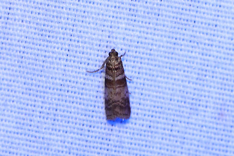 Sweetgum Leafroller Moth (Sciota uvinella) At a 395nm UV light setup at the edge of a dense mixed forest.  Geotagged,Sciota uvinella,Summer,Sweetgum leafroller moth,United States,moth week 2019