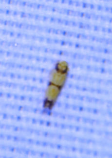 Three-banded Leafhopper (Erythroneura calycula) An out of focus photo bomber, sorry. At a 395nm UV light setup at the edge of a dense mixed forest. Erythroneura calycula,Geotagged,United States