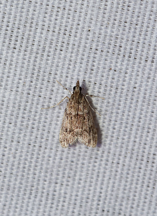 Eudonia heterosalis At a 395nm UV light setup at the edge of a dense mixed forest.  Eudonia heterosalis,Geotagged,Moth Week 2019,Summer,United States
