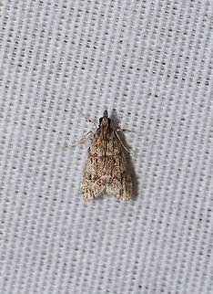 Eudonia heterosalis At a 395nm UV light setup at the edge of a dense mixed forest.  Eudonia heterosalis,Geotagged,Moth Week 2019,Summer,United States
