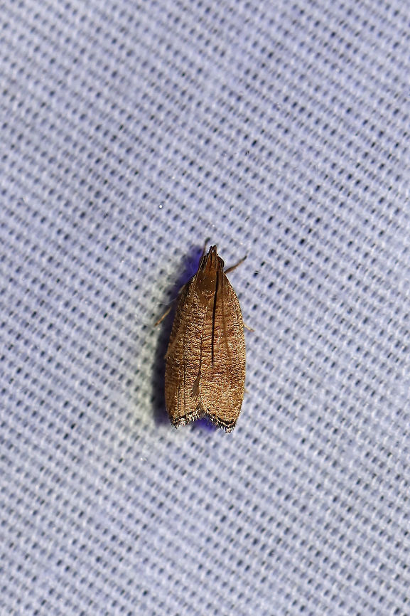 Black-fringed Leaftier Moth (Psilocorsis cryptolechiella) P. cryptolechiella or something closely related? P. reflexella or P. quercicella are close too. I&#039;m leaning towards P. cryptolechiella, but feel free to help me out!<br />
At a 395nm UV light setup at the edge of a dense mixed forest. <br />
 Geotagged,Psilocorsis cryptolechiella,Summer,United States,moth week 2019
