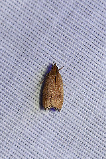 Black-fringed Leaftier Moth (Psilocorsis cryptolechiella) P. cryptolechiella or something closely related? P. reflexella or P. quercicella are close too. I'm leaning towards P. cryptolechiella, but feel free to help me out!
At a 395nm UV light setup at the edge of a dense mixed forest. 
 Geotagged,Psilocorsis cryptolechiella,Summer,United States,moth week 2019