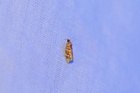 Shortleaf Pinecone Borer Moth (Eucopina cocana)? Definitely not sure of the species-level ID. Feel free to pitch in! At a 395nm UV light setup at the edge of a dense mixed forest. Eucopina cocana,Geotagged,Shortleaf Pinecone Borer Moth,Summer,United States,moth week 2019