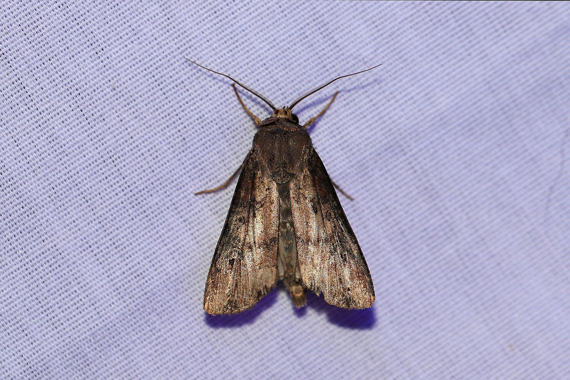 Ipsilon Dart (Agrotis ipsilon) At a 395nm UV light setup at the edge of a dense mixed forest.  Agrotis ipsilon,Dark sword-grass,Geotagged,Summer,United States,moth week 2019