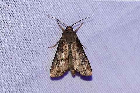 Ipsilon Dart (Agrotis ipsilon) At a 395nm UV light setup at the edge of a dense mixed forest.  Agrotis ipsilon,Dark sword-grass,Geotagged,Summer,United States,moth week 2019