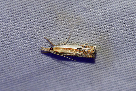 Double-banded Grass-Veneer (Crambus agitatellus)  At a 395nm UV light setup at the edge of a dense mixed forest.  Crambus agitatellus,Double-banded grass-veneer moth,Geotagged,Summer,United States,moth week 2019