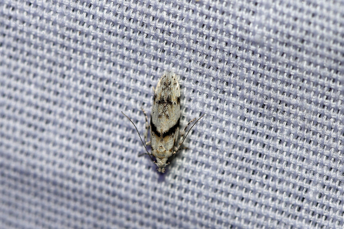 White Stripe-backed Moth (Arogalea cristifasciella) At a 395nm UV light setup at the edge of a dense mixed forest. <br />
<br />
This moth was oh-so-tiny and difficult to photograph! Arogalea cristifasciella,Geotagged,Summer,United States,moth week 2019