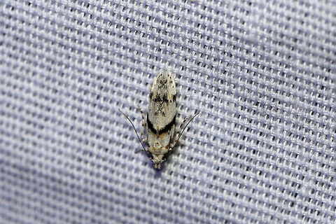 White Stripe-backed Moth (Arogalea cristifasciella) At a 395nm UV light setup at the edge of a dense mixed forest. 

This moth was oh-so-tiny and difficult to photograph! Arogalea cristifasciella,Geotagged,Summer,United States,moth week 2019