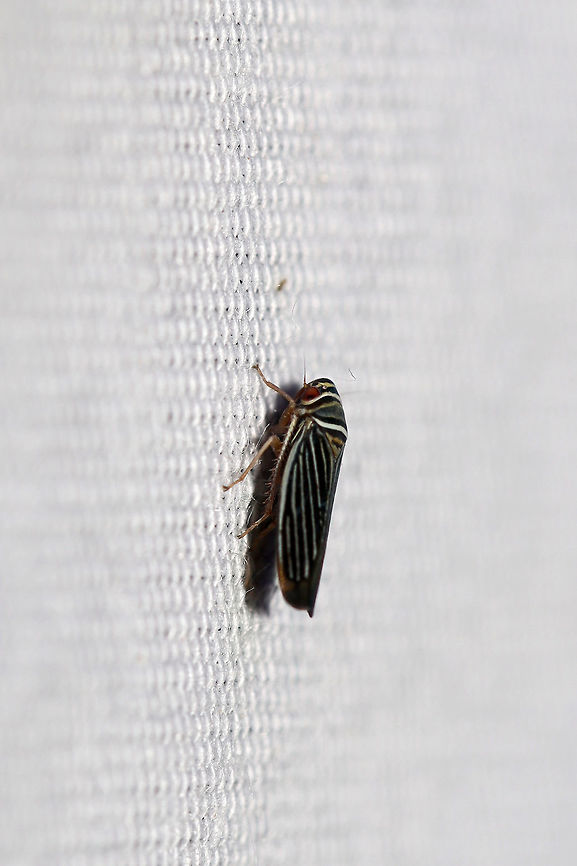 Tylozygus bifidus At a 395nm UV light setup at the edge of a dense mixed forest.  Geotagged,Summer,Tylozygus bifidus,United States