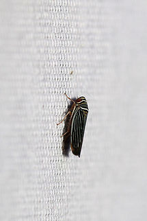 Tylozygus bifidus At a 395nm UV light setup at the edge of a dense mixed forest.  Geotagged,Summer,Tylozygus bifidus,United States