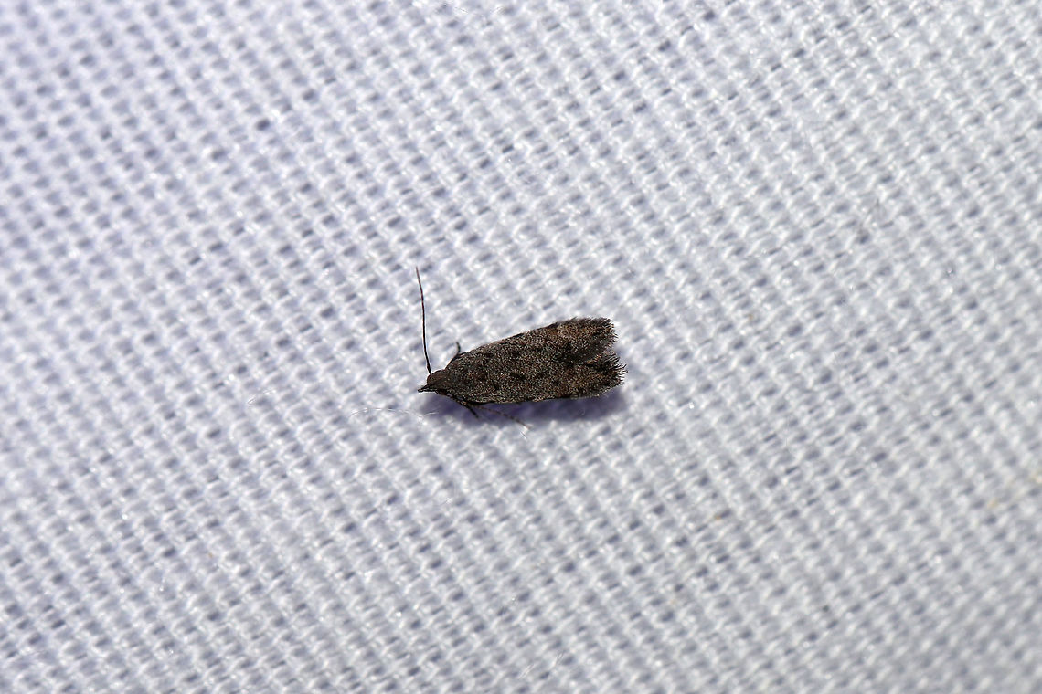 Brown House Moth (Hofmannophila pseudospretella) At a 395nm UV light setup at the edge of a dense mixed forest.  Brown house moth,Geotagged,Hofmannophila pseudospretella,Summer,United States,moth week 2019