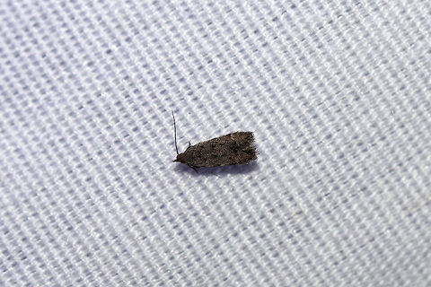 Brown House Moth (Hofmannophila pseudospretella) At a 395nm UV light setup at the edge of a dense mixed forest.  Brown house moth,Geotagged,Hofmannophila pseudospretella,Summer,United States,moth week 2019