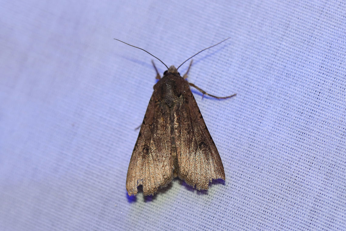 Unknown At a 395nm UV light setup at the edge of a dense mixed forest. <br />
Still working on an ID on this worn individual. Geotagged,Pangrapta decoralis,Summer,United States,moth week 2019