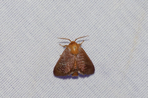 Crowned Slug Moth (Isa textula) At a 395nm UV light setup at the edge of a dense mixed forest.  Geotagged,Isa textula,Summer,United States,moth week 2019