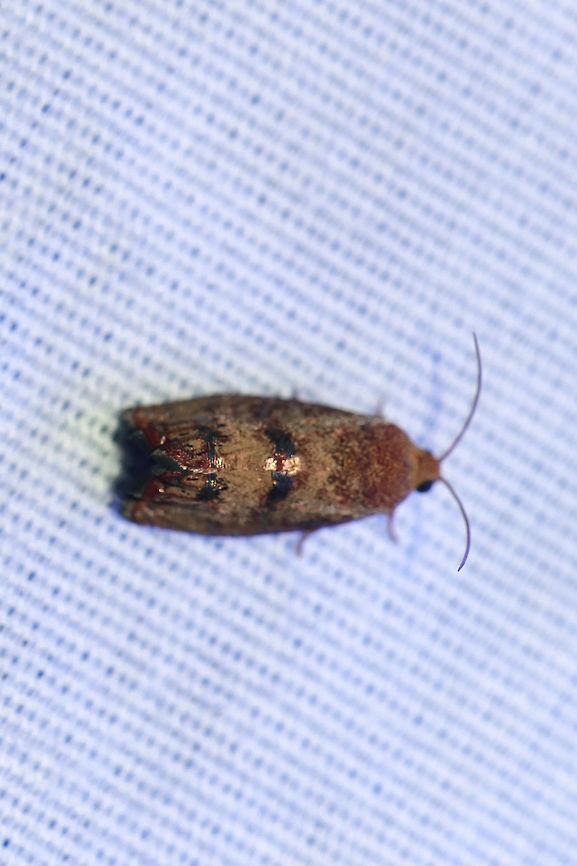 Filbertworm Moth (Cydia latiferreana)  At a 395nm UV light setup at the edge of a dense mixed forest. I wish I had gotten more shots of this one, but it flew off before I could get anything great! Cydia latiferreana,Filbertworm moth,Geotagged,Summer,United States,moth week 2019