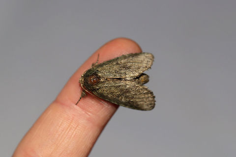Saddled Prominent Moth (Heterocampa guttivitta) Worn individual at a UV light setup (395nm) at the edge of a dense mixed forest. Geotagged,Heterocampa guttivitta,Saddled prominent moth,Summer,United States,moth week 2019