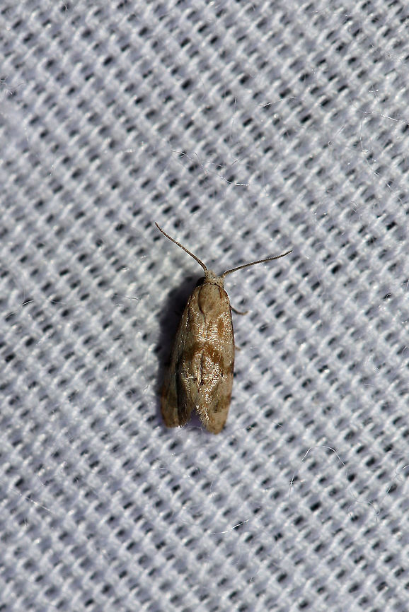 Cochylis caulocatax? Moth with orange/copper and green (costal) markings. At a 395nm UV light setup at the edge of a dense mixed forest. Cochylis caulocatax,Geotagged,Summer,United States,moth week 2019